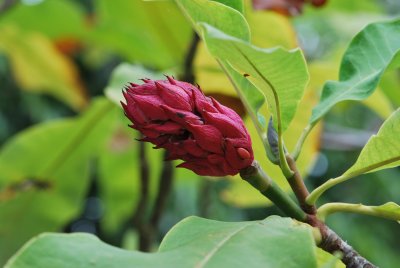 Magnolia tripetala - šácholan tříplátečný - šách